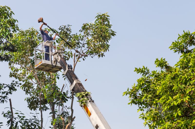 Local Fruit Tree Trimming pros at work