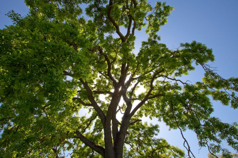 Tree Crown Shaping in Doylestown, PA