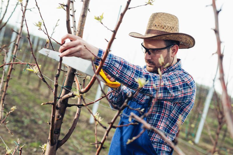 Birch Tree Pruning in Doylestown, PA