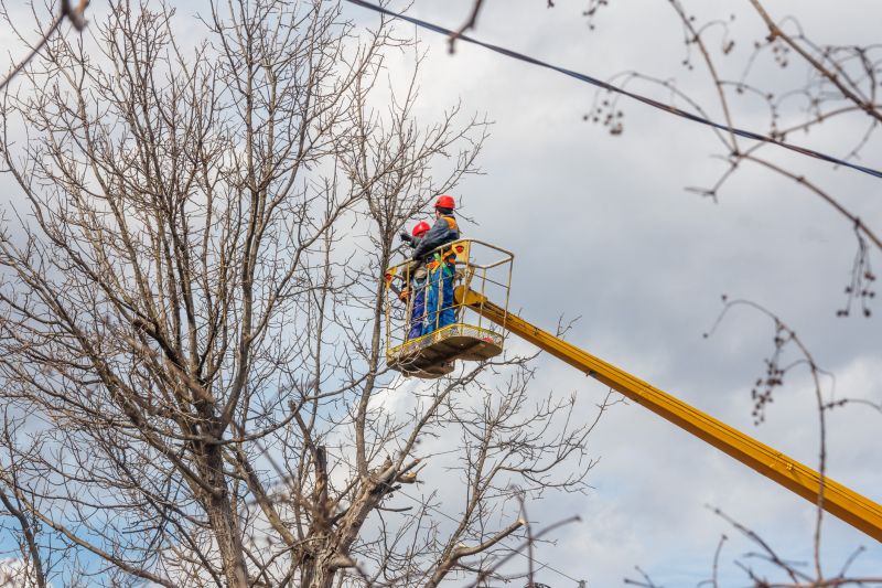Fruit Tree Trimming