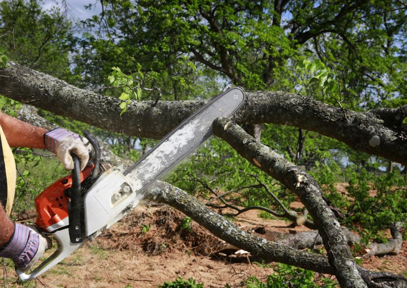 Cypress Tree Removal in Montgomery County, PA