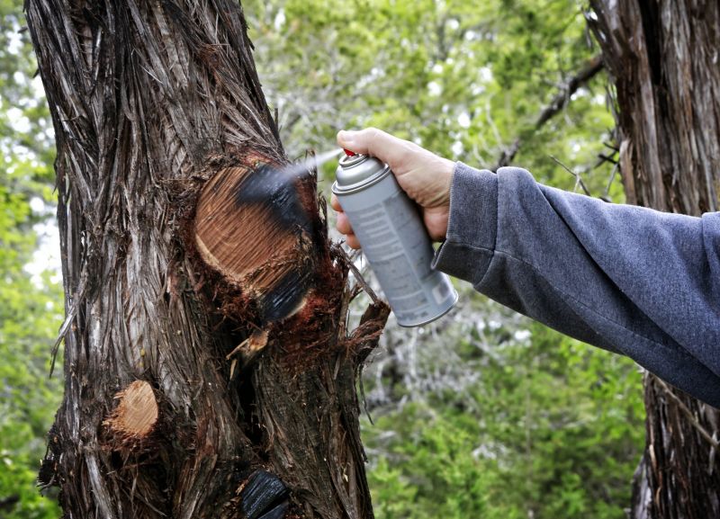 Cypress Tree Trimming in Reno, NV