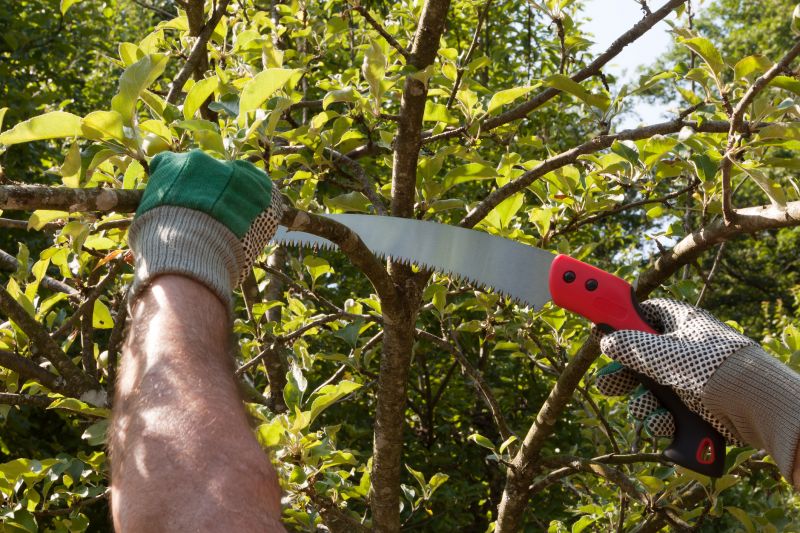 Fruit Tree Trimming