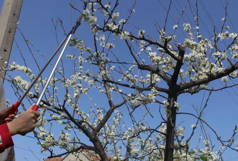 Fruit Tree in Bloom