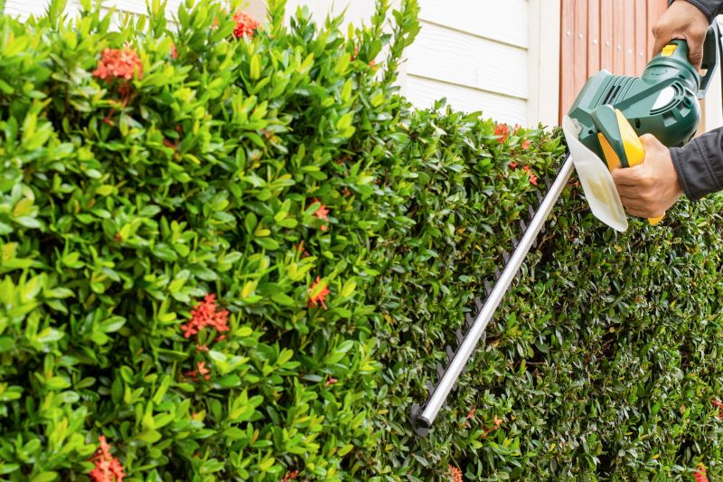 Holly Bushes Trimming in Ventura County, CA