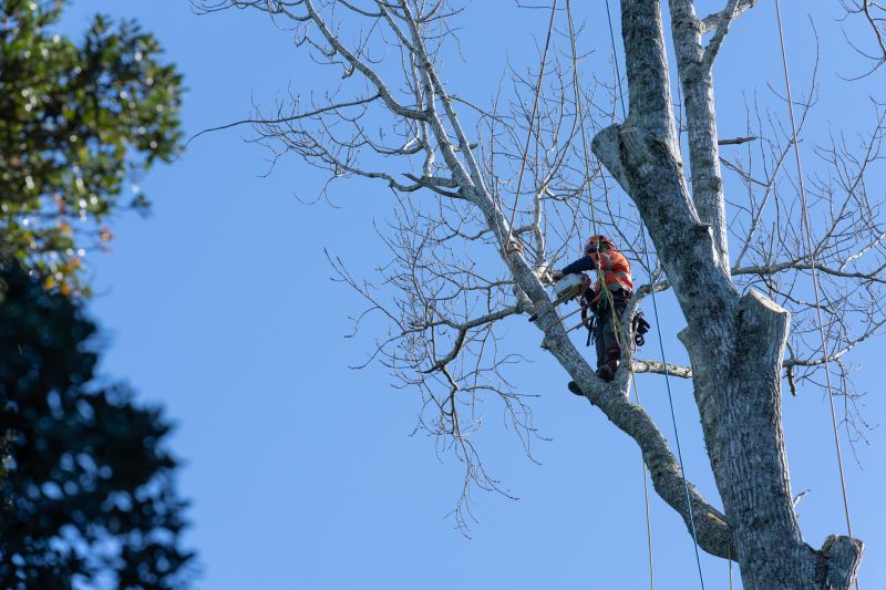 Oak Tree Pruning in San Jose, CA