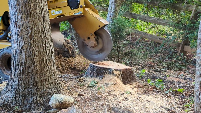 Tree Root Grinding in Waldorf, MD