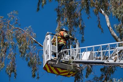 Tree Inspection and Assessment